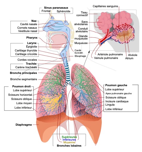 Pulmo Phyt - Respirez l'air pur de la santé, un remède naturel qui  contribue à la fonction respiratoires de vos poules.